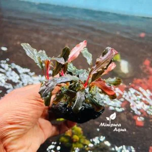 Bucephalandra Sp.Hellfire - Minipura Aqua