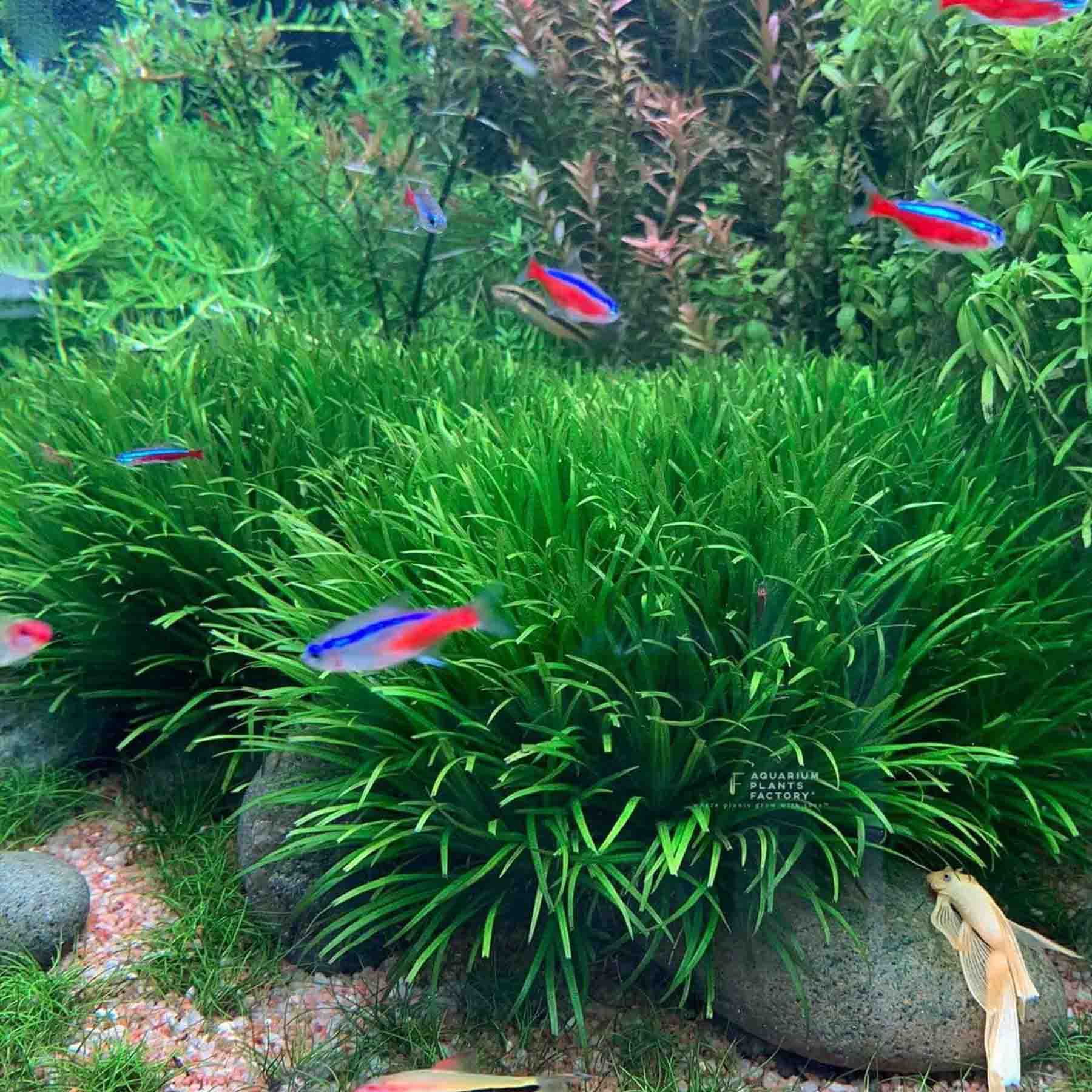thumbnail image 2 of Blyxa Japonica – 5 Live Aquarium Plants, Freshwater, Beginner Friendly, RARE 2 of 4