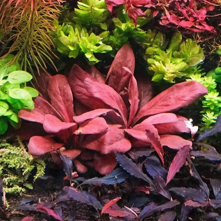 Samolus parviflorus red - Minipura Aqua